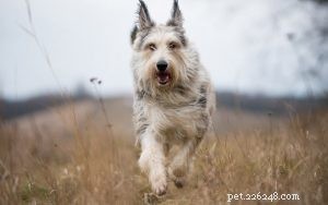 Berger Picard Training: Proven Methods for a Loyal, Well‑Behaved Companion