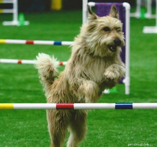 Berger Picard Training: Proven Methods for a Loyal, Well‑Behaved Companion
