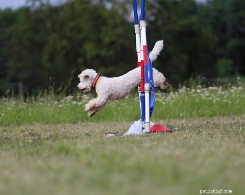 Mastering Bichon Frise Training: Proven Tips for a Happy Companion