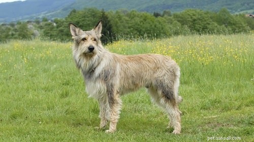 Berger Picard Training: Proven Methods for a Loyal, Well‑Behaved Companion