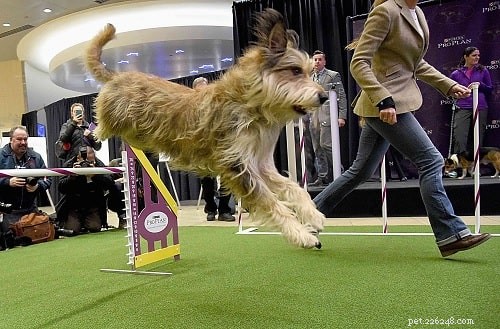 Berger Picard Training: Proven Methods for a Loyal, Well‑Behaved Companion