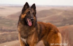 Expert Belgian Tervuren Training: Build Loyalty, Alertness, and Protection