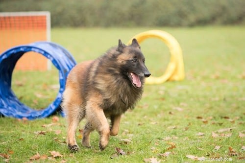 Expert Belgian Tervuren Training: Build Loyalty, Alertness, and Protection