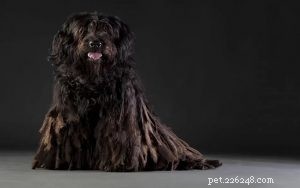 Mastering Bergamasco Sheepdog Training: Expert Tips for Intelligent, Herding Dogs