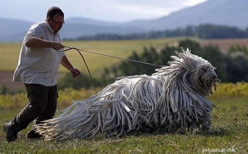 Mastering Bergamasco Sheepdog Training: Expert Tips for Intelligent, Herding Dogs