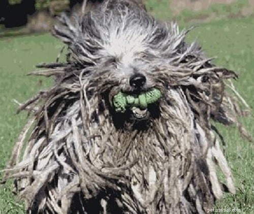 Mastering Bergamasco Sheepdog Training: Expert Tips for Intelligent, Herding Dogs
