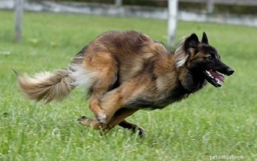 Expert Belgian Tervuren Training: Build Loyalty, Alertness, and Protection