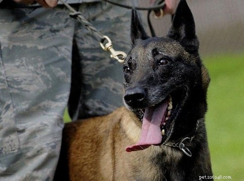 Mastering Belgian Malinois Training: Proven Techniques for a Loyal, Energetic Companion