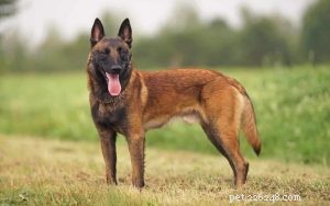 Mastering Belgian Malinois Training: Proven Techniques for a Loyal, Energetic Companion