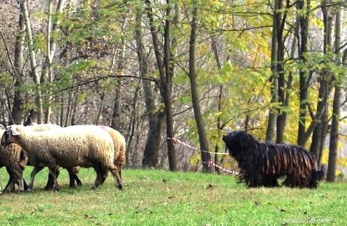 Mastering Bergamasco Sheepdog Training: Expert Tips for Intelligent, Herding Dogs