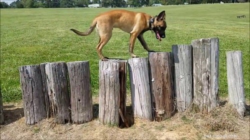 Training Your Belgian Laekenois: Proven Techniques for a Loyal Companion
