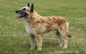 Training Your Belgian Laekenois: Proven Techniques for a Loyal Companion