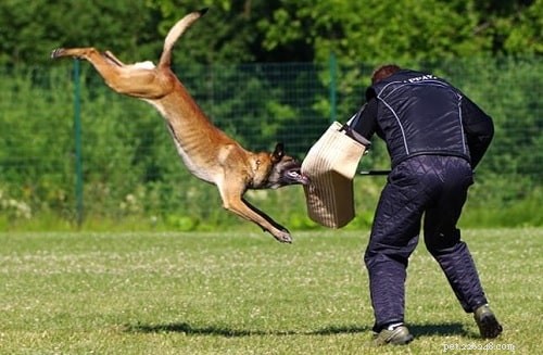 Mastering Belgian Malinois Training: Proven Techniques for a Loyal, Energetic Companion