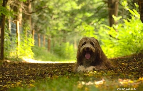 Master Bearded Collie Training: Proven Techniques for a Well‑Behaved Herding Dog