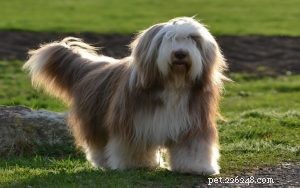 Master Bearded Collie Training: Proven Techniques for a Well‑Behaved Herding Dog