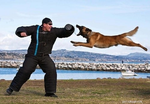 Training Your Belgian Laekenois: Proven Techniques for a Loyal Companion