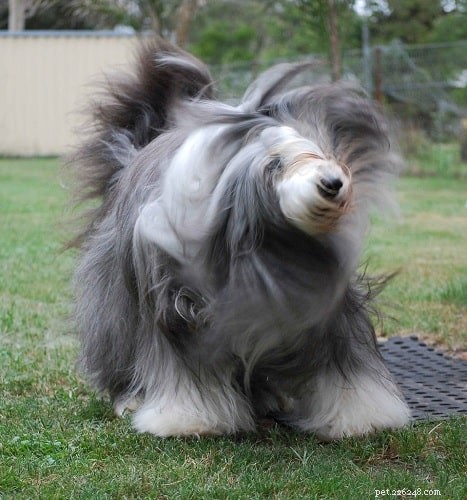 Master Bearded Collie Training: Proven Techniques for a Well‑Behaved Herding Dog