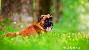 Mastering Boxer Training: Proven Techniques for a Well‑Behaved Companion
