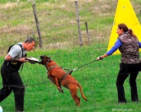 Mastering Boxer Training: Proven Techniques for a Well‑Behaved Companion