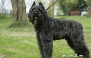 Mastering Bouvier des Flandres Training: Tips for a Calm, Well-Mannered Giant