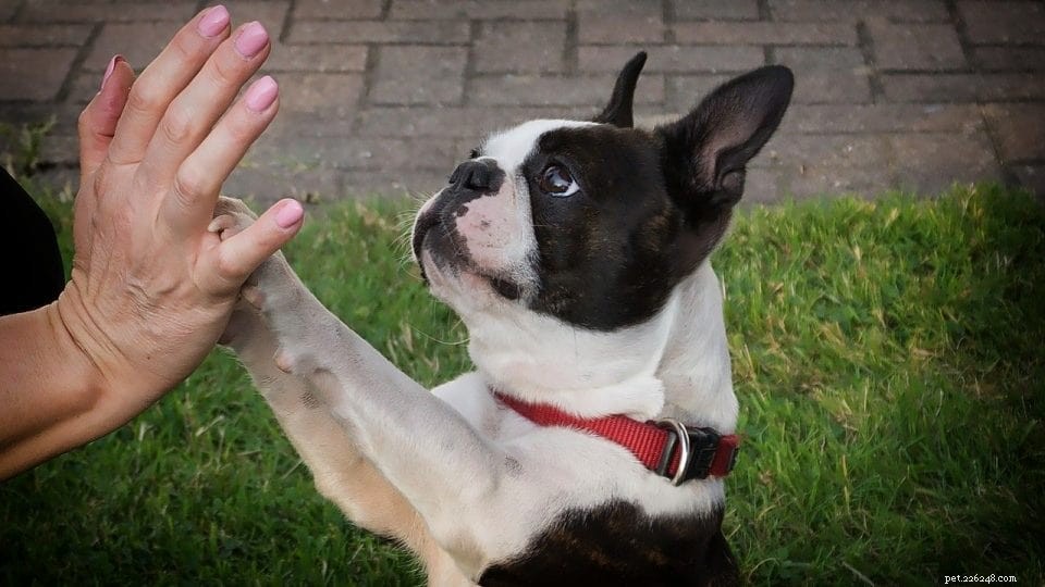 Effective Boston Terrier Training: Simple Strategies for Smart, Energetic Dogs