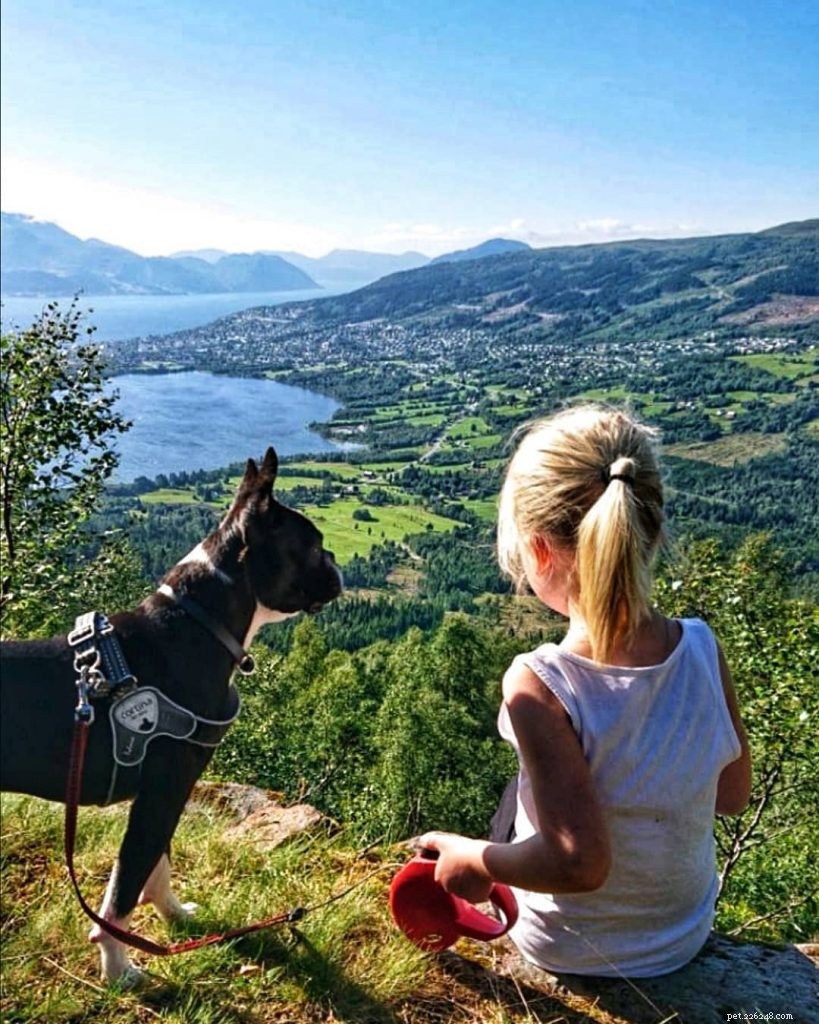 Effective Boston Terrier Training: Simple Strategies for Smart, Energetic Dogs