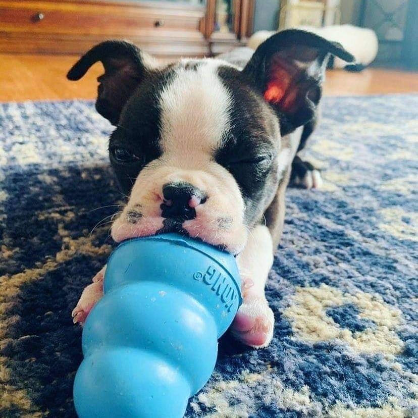 Effective Boston Terrier Training: Simple Strategies for Smart, Energetic Dogs
