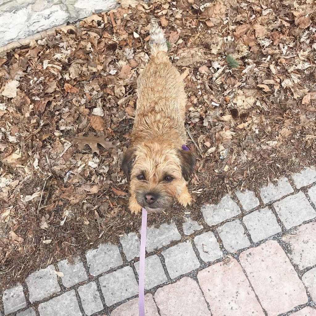 Effective Border Terrier Training: Tips & Strategies for a Well-Behaved Companion
