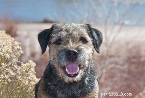 Effective Border Terrier Training: Tips & Strategies for a Well-Behaved Companion
