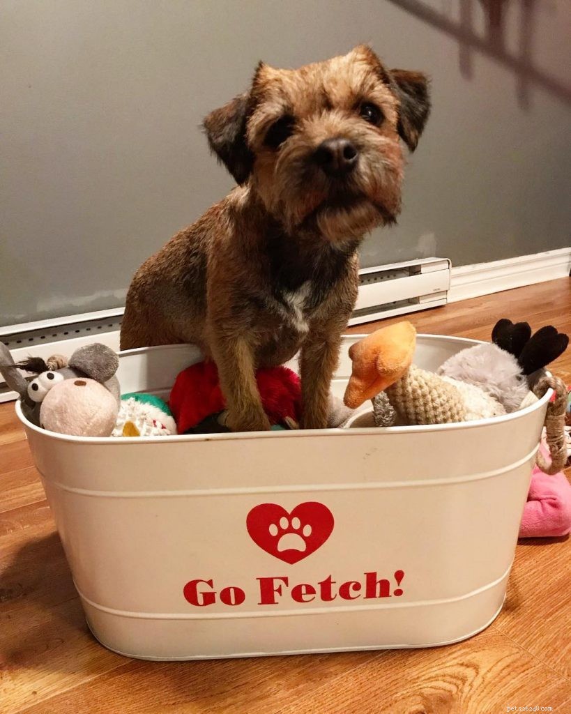 Effective Border Terrier Training: Tips & Strategies for a Well-Behaved Companion