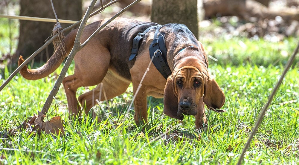 Master Bloodhound Training: Proven Techniques for Patience & Consistency