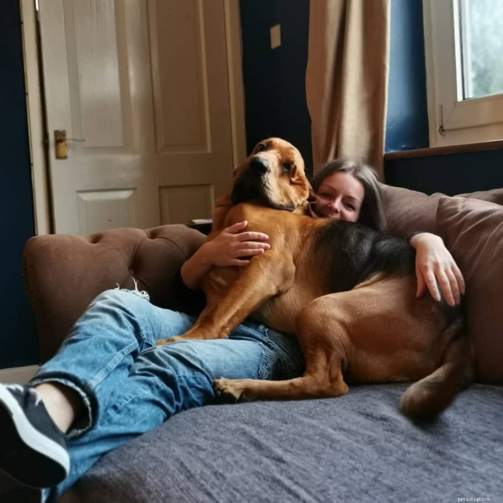 Master Bloodhound Training: Proven Techniques for Patience & Consistency