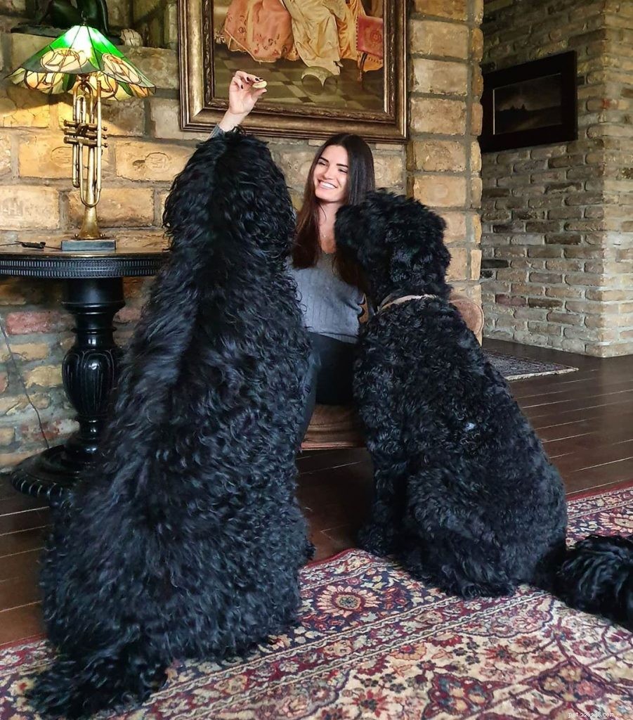 Professional Training Guide for Black Russian Terriers