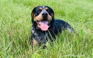 Master Bluetick Coonhound Training: Expert Tips for a Friendly, Smart Companion