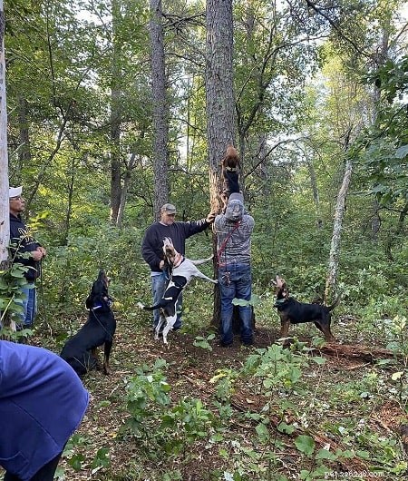 Master Bluetick Coonhound Training: Expert Tips for a Friendly, Smart Companion