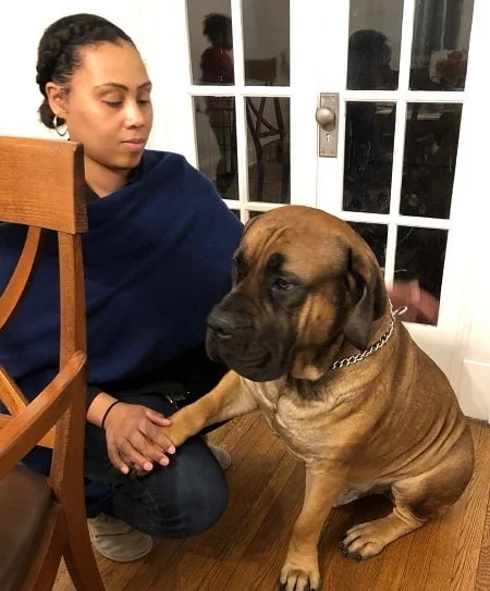Effective Training Strategies for Your Boerboel Dog