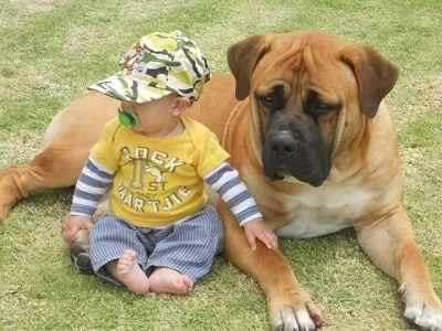 Effective Training Strategies for Your Boerboel Dog