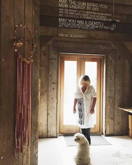 How to Train Your Bolognese Terrier: Expert Tips for a Calm, Well-Behaved Companion