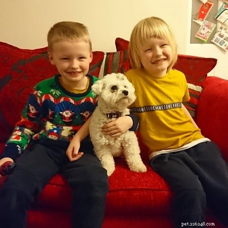 How to Train Your Bolognese Terrier: Expert Tips for a Calm, Well-Behaved Companion
