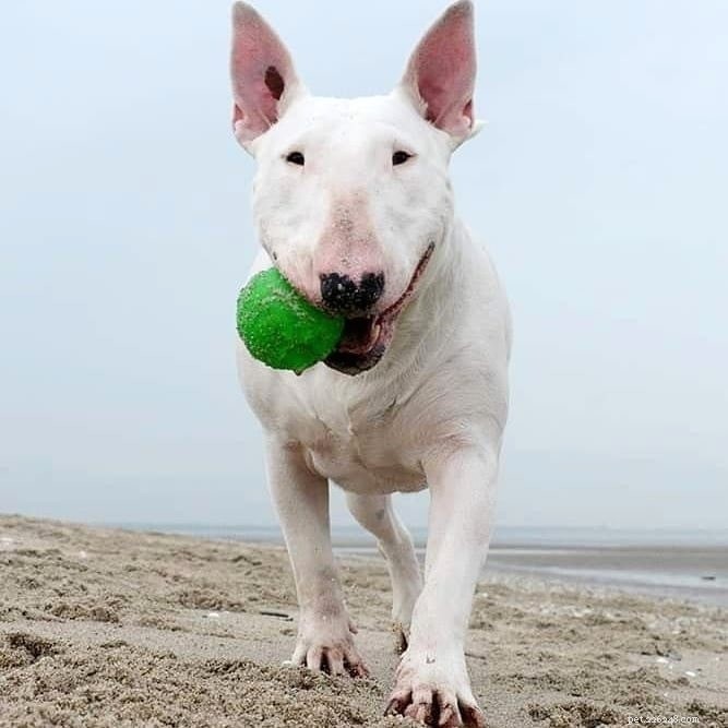 Essential Bull Terrier Training: Build a Well‑Behaved Companion