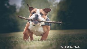 Effective Bulldog Training: Proven Strategies for a Well‑Behaved Companion