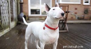 Essential Bull Terrier Training: Build a Well‑Behaved Companion