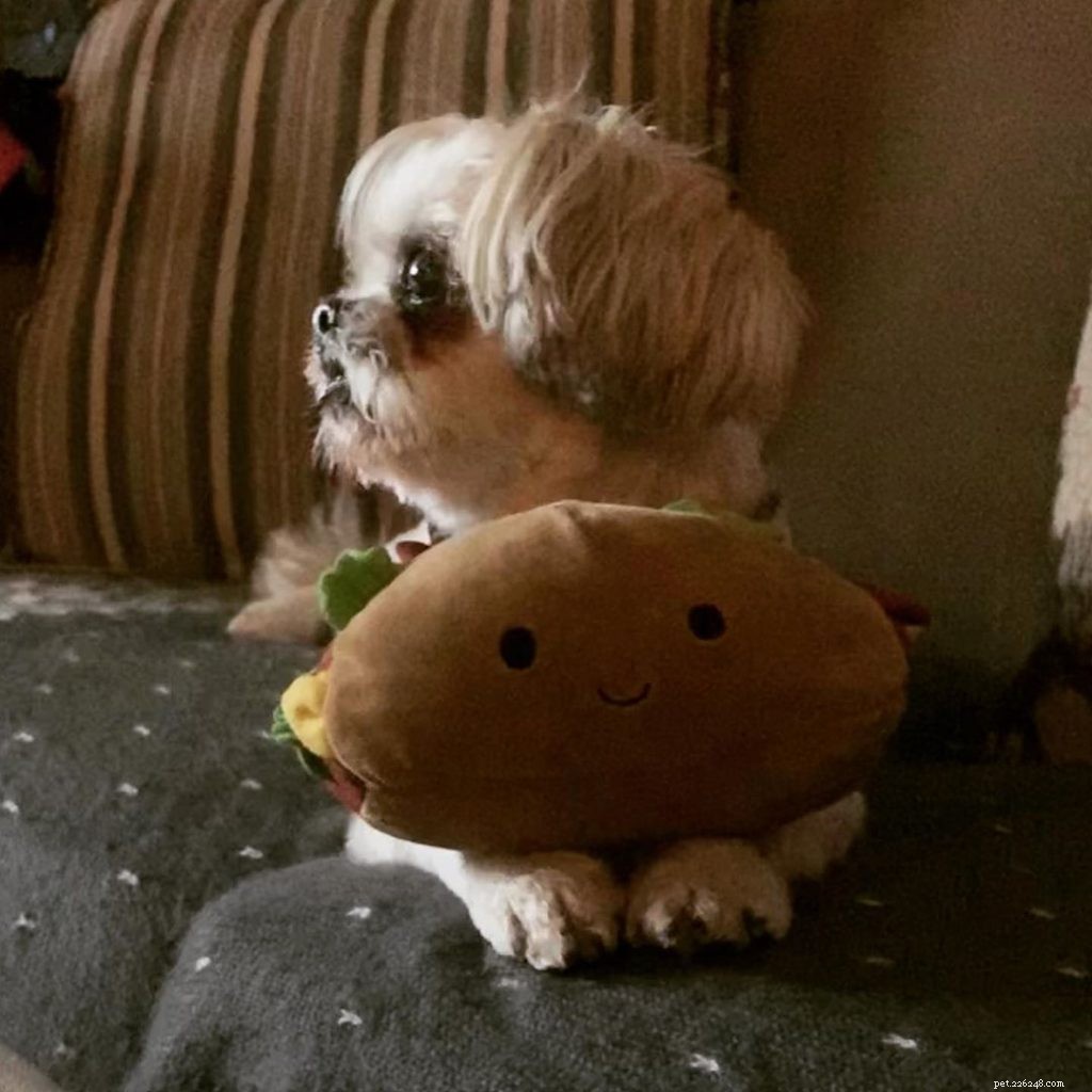 Effective Brussels Griffon Training: Start Early for Best Results