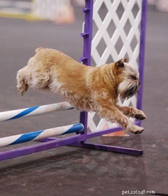 Effective Brussels Griffon Training: Start Early for Best Results