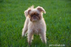 Effective Brussels Griffon Training: Start Early for Best Results