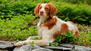 Effective Brittany Dog Training: Easy Techniques & Expert Tips