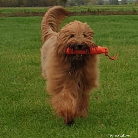 Effective Briard Training: Tips for Loyal, Family‑Friendly Dogs