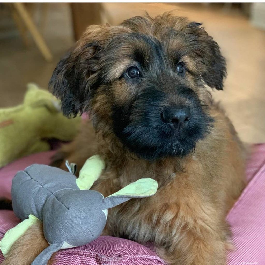 Effective Briard Training: Tips for Loyal, Family‑Friendly Dogs