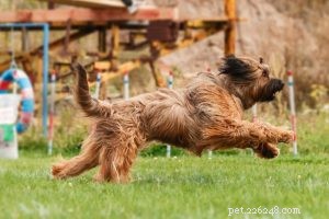 Effective Briard Training: Tips for Loyal, Family‑Friendly Dogs