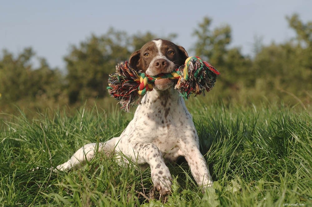 Effective Training Guide for Braque Français Pyrenees Dogs
